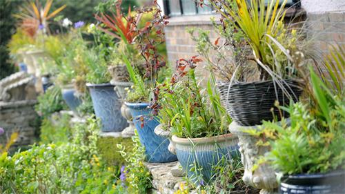 Row of potted plants arranged on a garden ledge