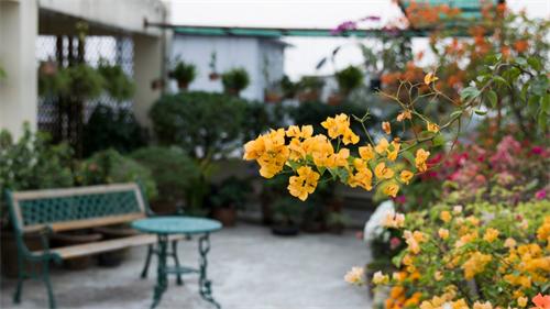Yellow bougainvillea flowers in a lush balcony garden