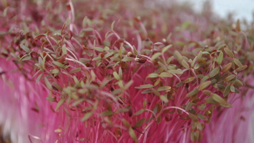 Amaranth