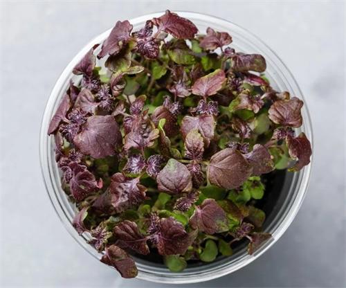 Shiso/Perilla