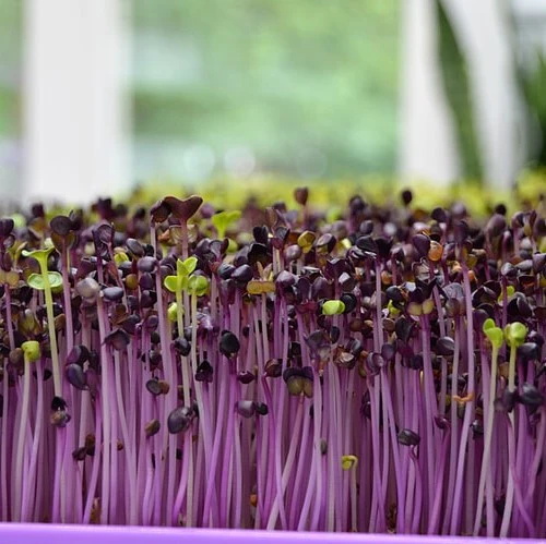 Purple Basil