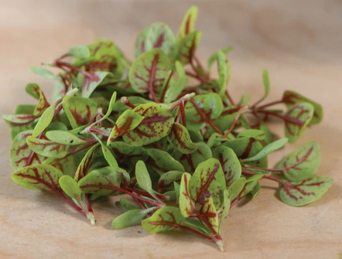 Red Veined Sorrel