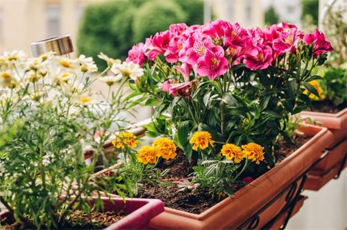 Balcony flower planters with pink blooms, daisies and marigolds