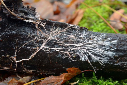 White fungal mycelium growing on decaying wood