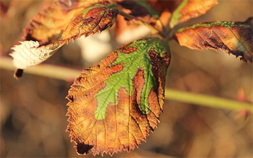 Autumn leaf with patchy discoloration, partially brown and green