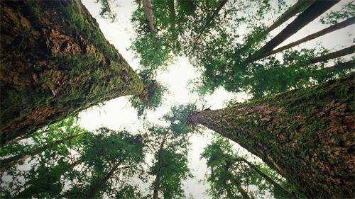 Low-angle shot looking up at tall trees in a forest