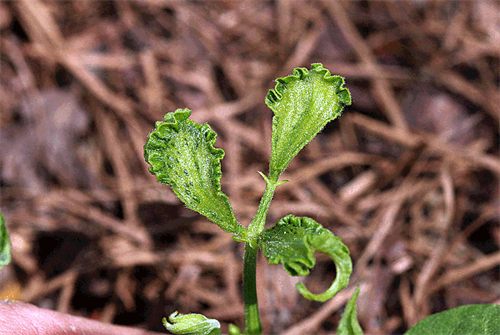 Seedling with curled, deformed leaves