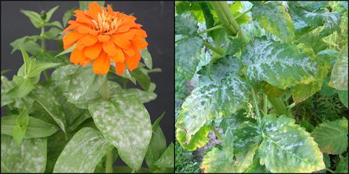 Zinnia plant with powdery mildew on leaves