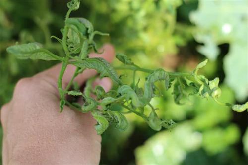 Plant with severely twisted, stunted leaves, held by a hand