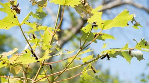 Tree leaves damaged by caterpillars