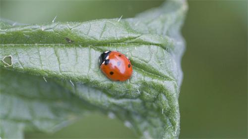 Ladybug on a green leaf
