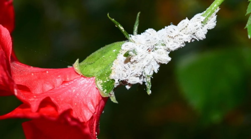 Red hibiscus flower infested with mealybugs