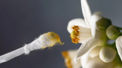 Manual pollination of a citrus flower using a cotton swab
