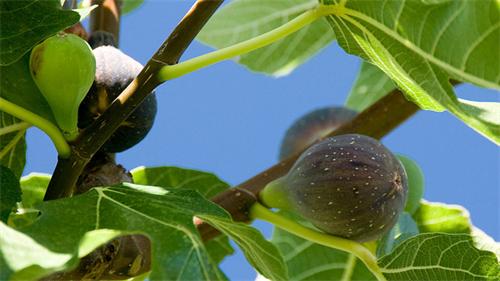 Fig tree with ripe and unripe figs against blue sky