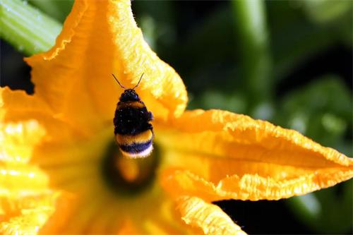 Bumblebee pollinating a yellow squash flower