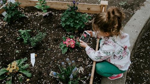 Child using a smartphone to photograph flowers in a garden bed