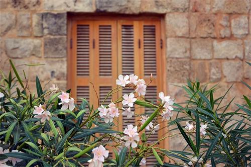 Pink oleander flowers in front of a stone building