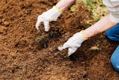 Gardener's hands in white gloves preparing and checking soil texture