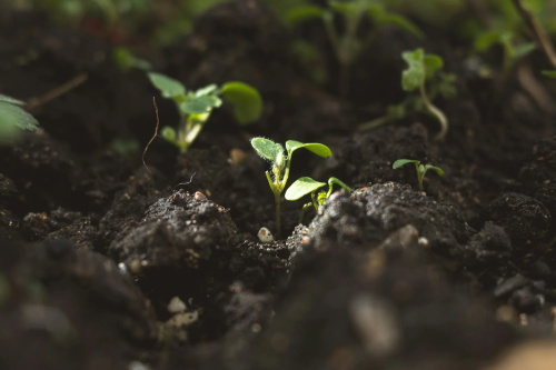 Tender green seedlings sprouting in dark garden soil