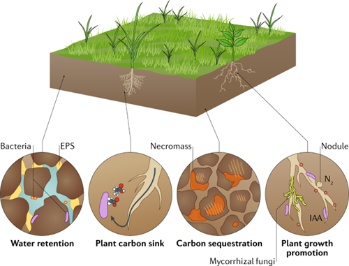 Diagram illustrating soil functions water retention, carbon sink, sequestration, plant growth