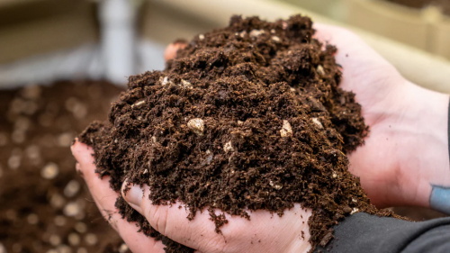 Hand holding dark, rich potting soil