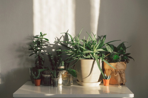 Collection of healthy houseplants on a sunlit table