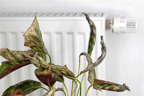 Dry, damaged houseplant near a radiator