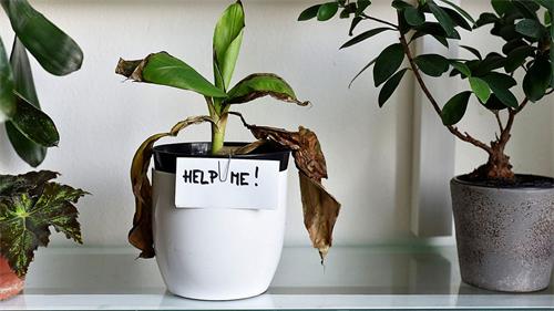 Wilted houseplant with HELP ME! sign