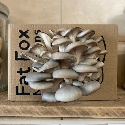 Gray oyster mushrooms growing from a Fat Fox box
