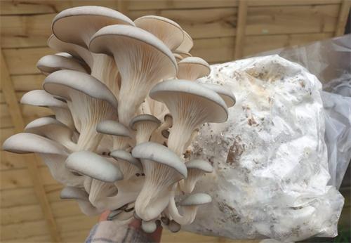 Fresh oyster mushrooms growing on a home cultivation block