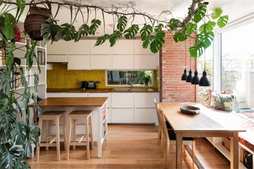 Modern kitchen with hanging monstera plants and natural light