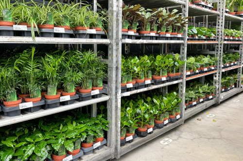 Shelves of potted houseplants in a garden center