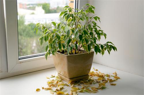 Houseplant on windowsill with yellow fallen leaves