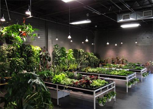 Indoor plant nursery with grow lights and houseplants