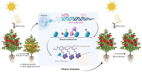 Diagram of plant epigenetic memory under heat stress