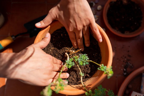 Person repotting a small plant into a terracotta pot