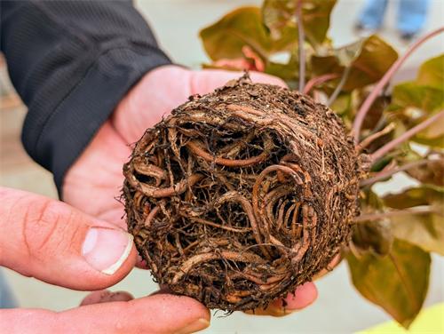 Root-bound houseplant root ball held in hands